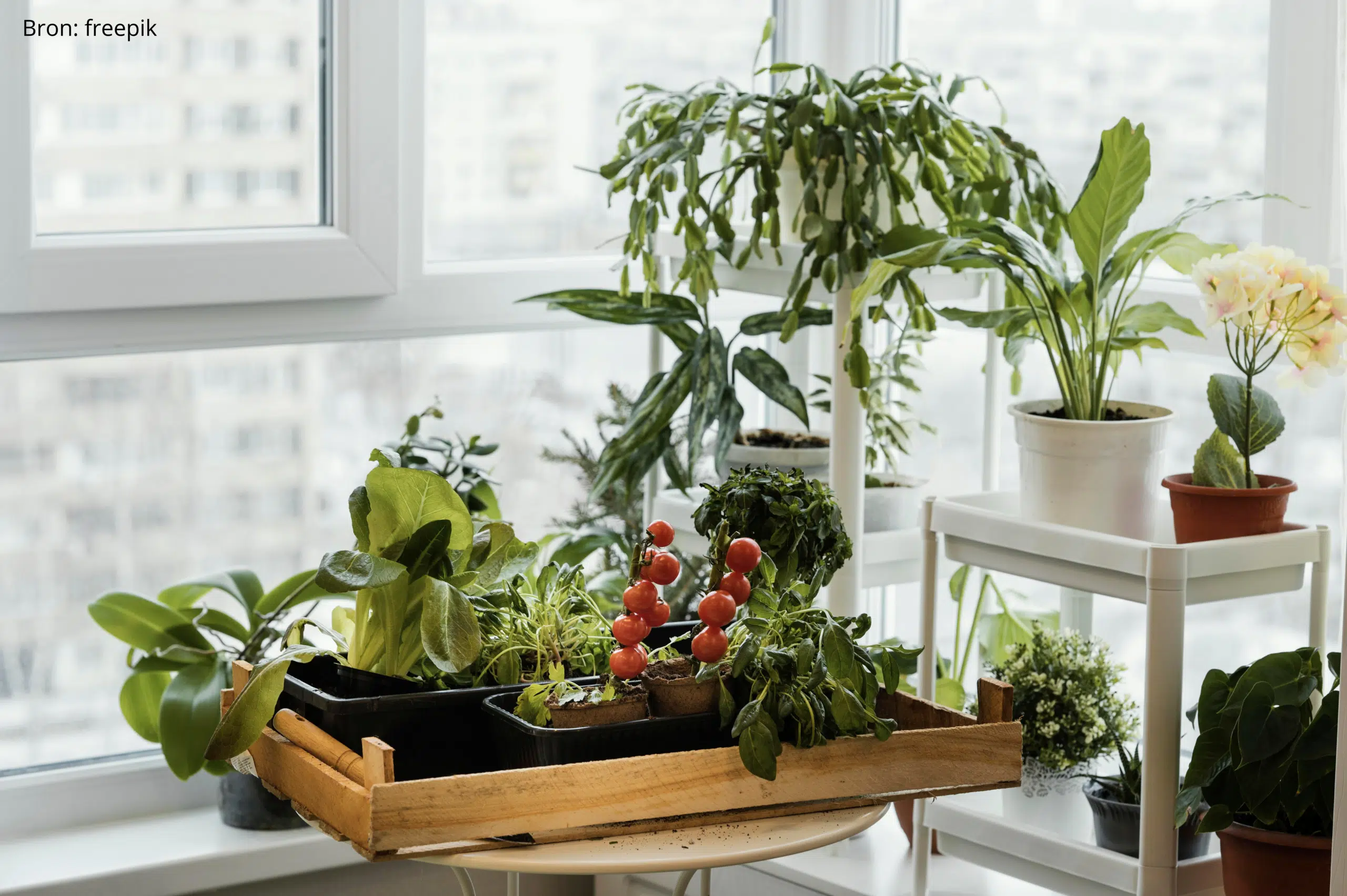 Tafeltjes met verschillende planten en groenten, een voorbeeld van bescheiden (binnen)tuinieren.